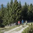 Drei Wanderer auf einem Waldweg mit Bergen im Hintergrund