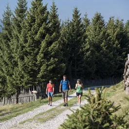 Drei Wanderer auf einem Waldweg mit Bergen im Hintergrund