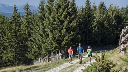 Drei Wanderer auf einem Waldweg mit Bergen im Hintergrund