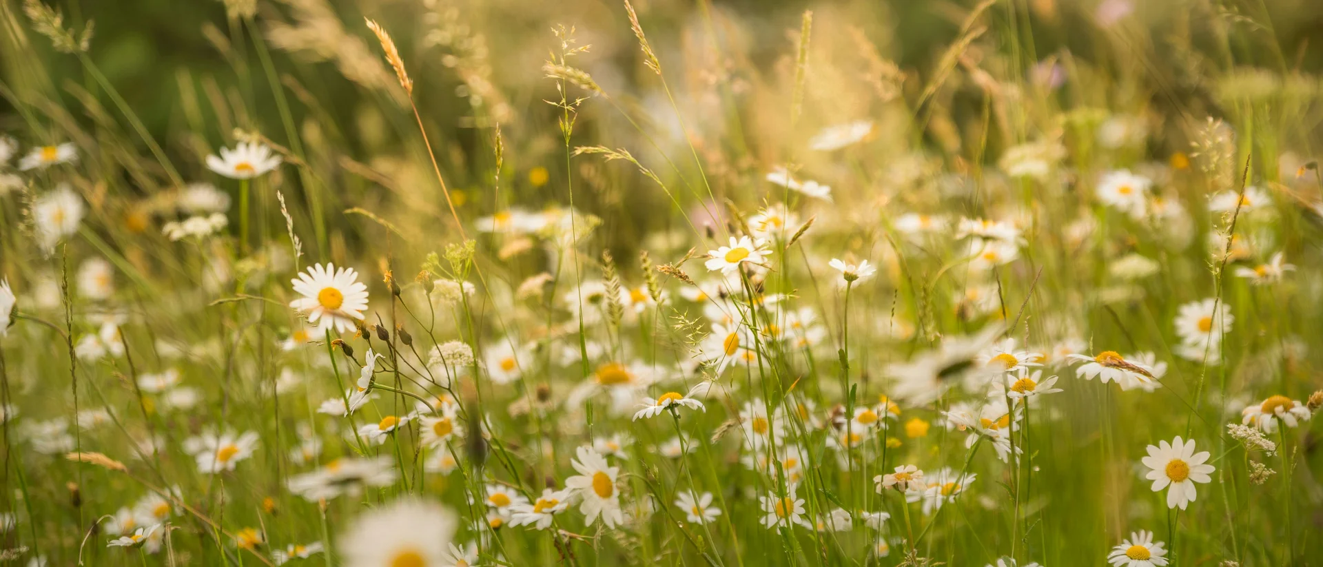 Auszeit in Kiens: Naturhotel Die Waldruhe Wiese mit weißen Gänseblümchen bei Sonnenlicht